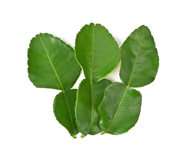 Bergamot or kaffir lime leaves isolated on white surface