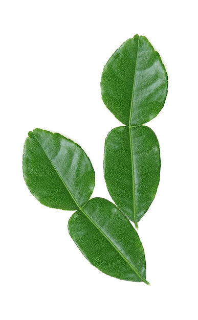 Bergamot leaf isolated on white background