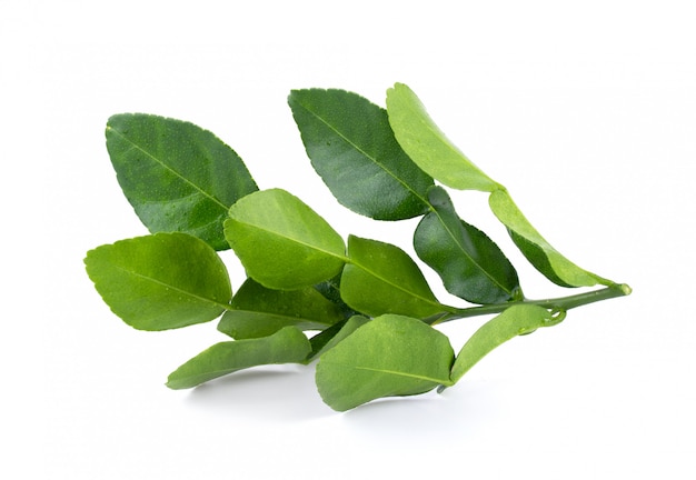 Bergamot leaves isolated