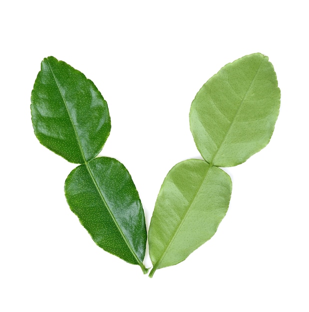 Bergamot leaves on white background