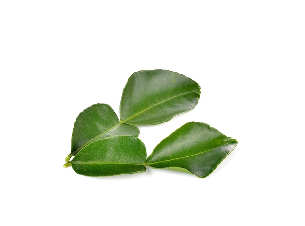 Bergamot leaves on white wall