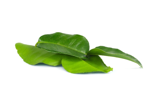 Bergamot leaves on white