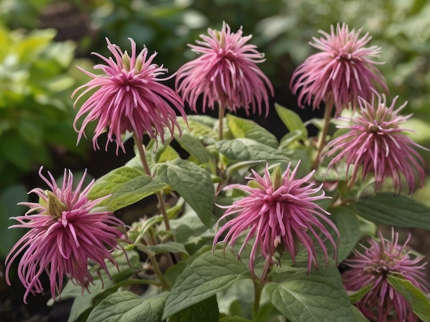 Bergamot Monarda didyma in the wild nature