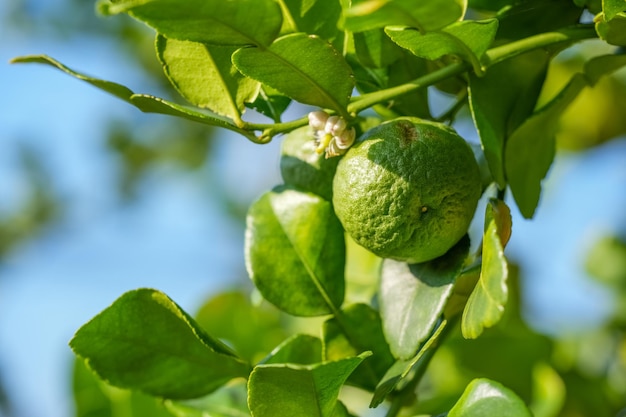 Bergamot tree or kaffir lime with green leaves on blue sky background
