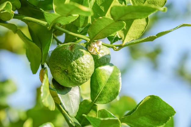 Albero di bergamotto o limetta con foglie verdi su sfondo blu cielo