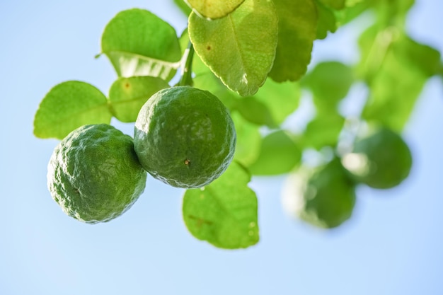 Bergamot tree or kaffir lime with green leaves on blue sky background