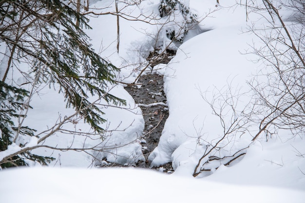 Bergbeek in een bosravijn in de winter