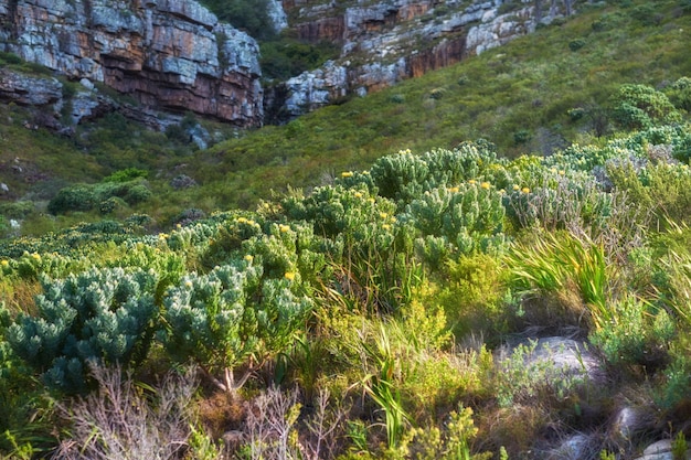 Bergbloemen Bergbloemen Nationaal Park Tafelberg