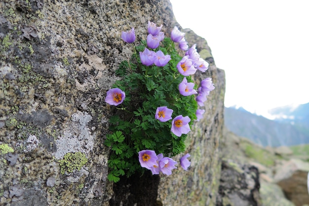 Bergbloemen die op de rots groeien