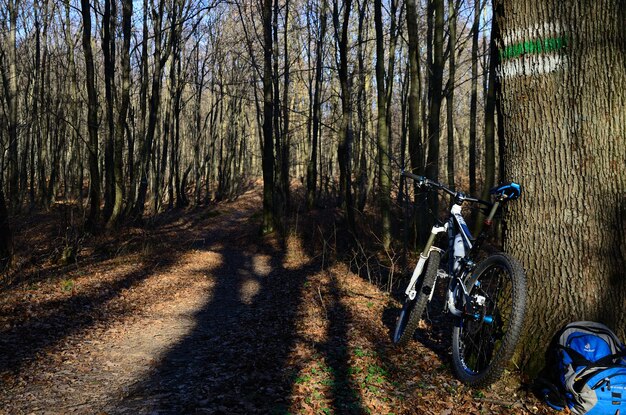 Bergboom op het pad in het bos