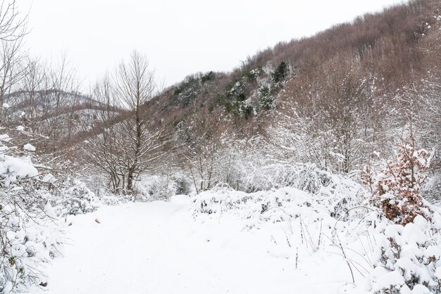 Bergbos bedekt met diepe sneeuw