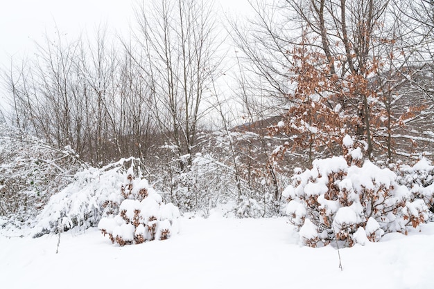 Bergbos bedekt met diepe sneeuw