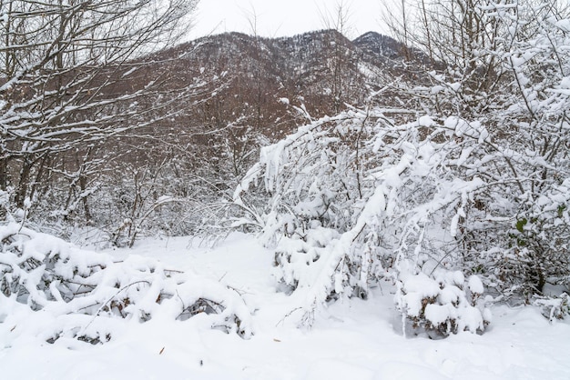 Bergbos bedekt met diepe sneeuw