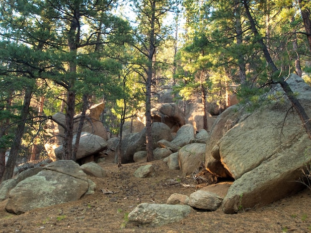 Bergbos in Colroado.