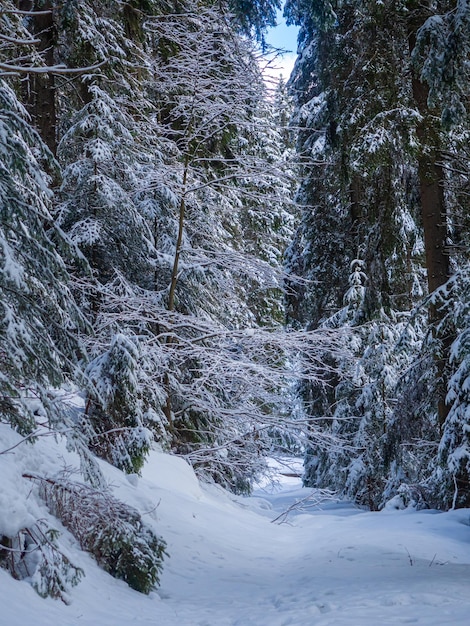 Bergbos in de winter