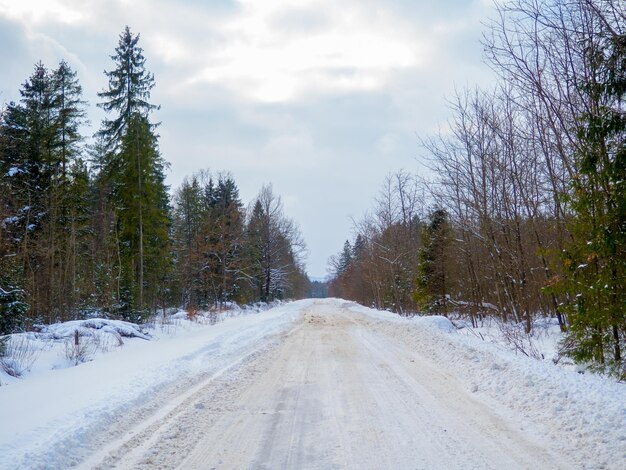 Bergbos in de winter