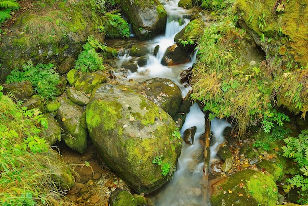 bergbos landschapskreek met zoet water