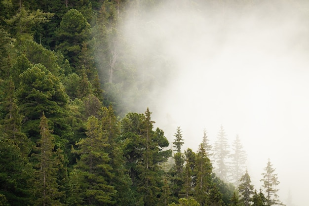 Bergbos met groene naaldbomen, gedeeltelijk verborgen in dichte witte mist