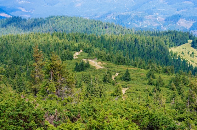 Bergbos met nevel op bomen