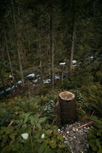 Bergbospanorama Natuurlijke achtergrond van het bos