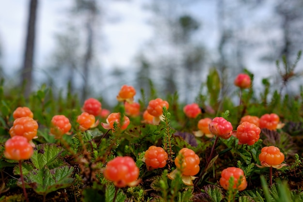 Bergbraambes groeit in het bos