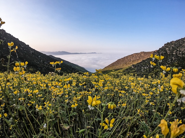 bergdal bloem landschap gele bloemen