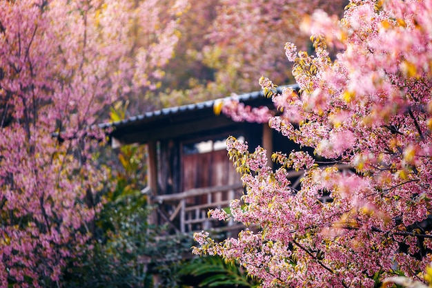 Bergdorp met Mooi Roze Cherry Blossom, Sakura-bloem bloeien, khun chang kian, Chiangmai, Thailand