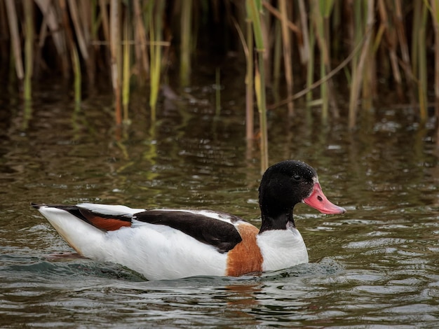 Bergeend (tadorna tadorna).