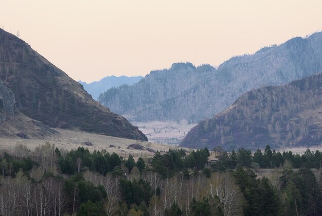 Bergen bedekt met bostaferelen gaan naar de horizon Berken- en pijnbomen