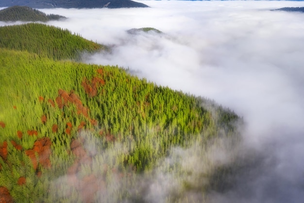 Bergen bedekt met dicht bos in lage wolken in de ochtend bij de herfst