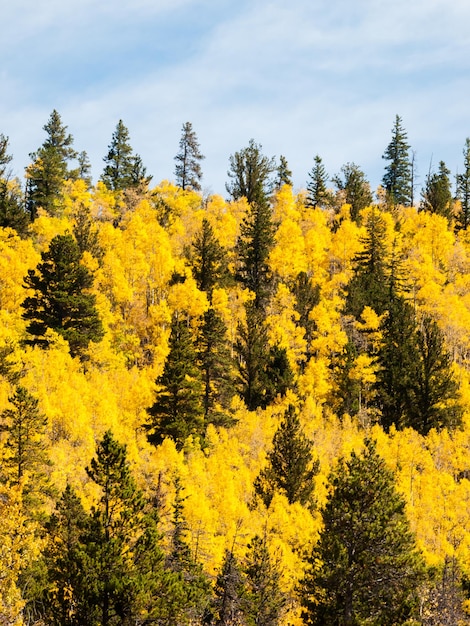 Bergen bedekt met heldere gele kleur in de herfst.