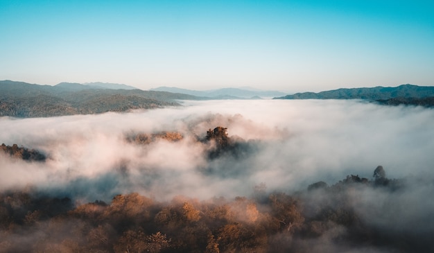 Bergen en mist in de ochtend, Het bos in de ochtend van bovenaf