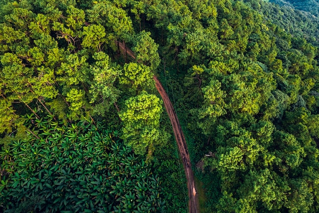 Bergen en zomerse groene bossen van bovenaf