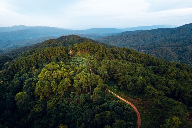 Bergen en zomerse groene bossen van bovenaf