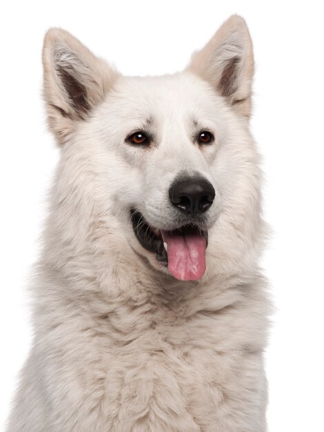 Berger Blanc Suisse (2 years old)