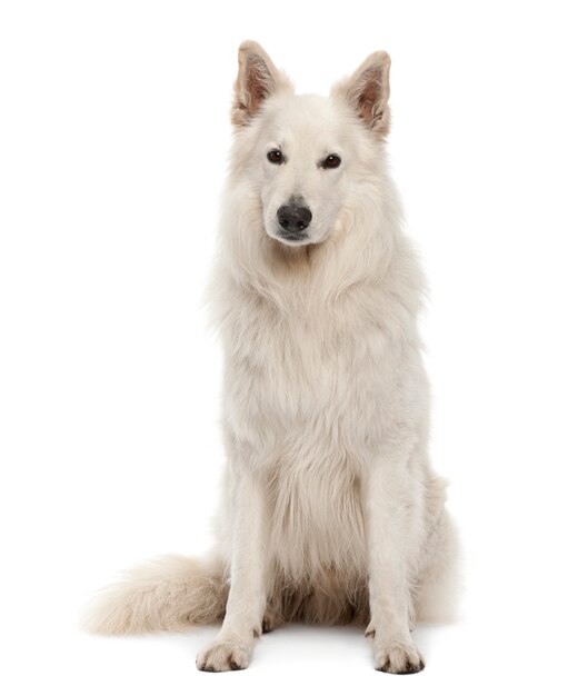 Berger Blanc Suisse, zittend tegen een witte achtergrond