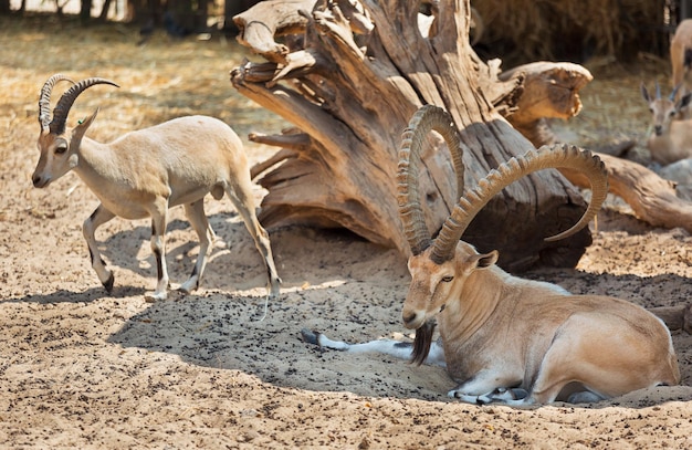 Berggeit in dierentuin