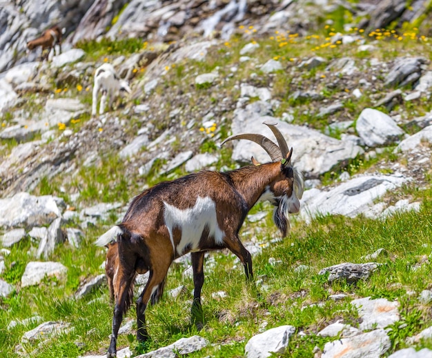 Foto berggeit