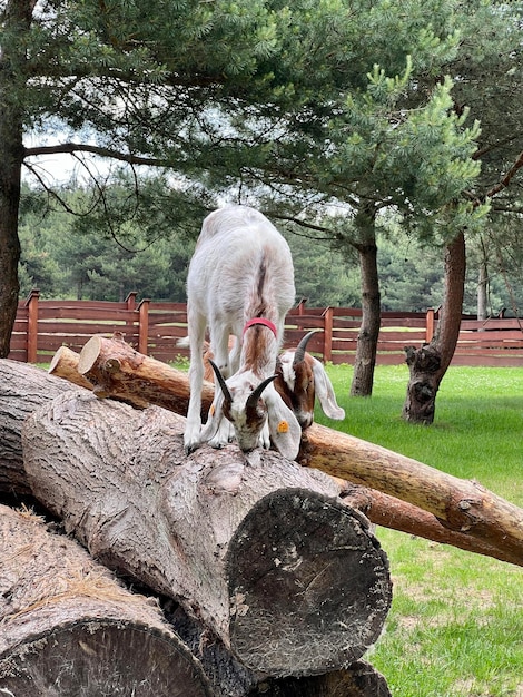 Berggeiten grazen in het veld en op houten stammen