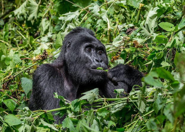 Berggorilla eet planten. Oeganda. Bwindi Impenetrable Forest National Park.