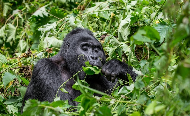 Berggorilla eet planten. Oeganda. Bwindi Impenetrable Forest National Park.