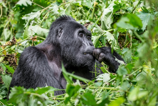 Berggorilla eet planten. Oeganda. Bwindi Impenetrable Forest National Park.