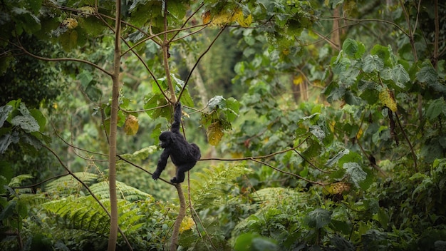 Berggorilla's Gorilla beringei beringei