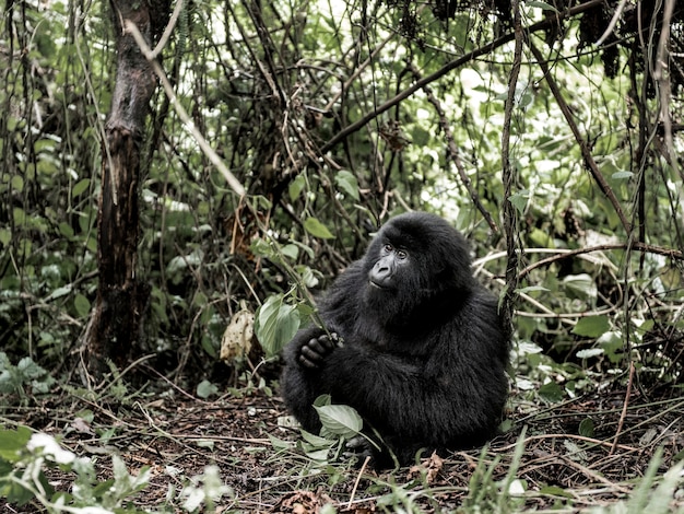 Berggorilla, Virunga National Park, DRC, Afrika