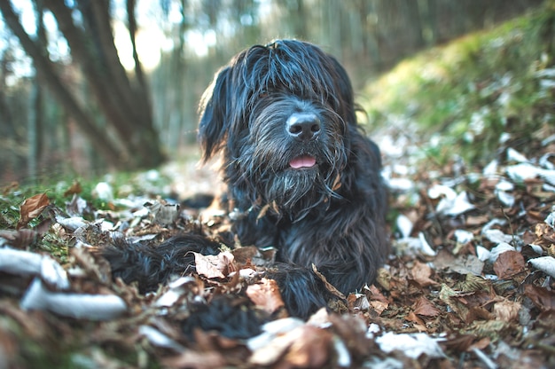 Bergherdershond tussen herfstbladeren