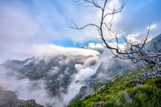 Foto bergketen met witte nevelwolken die over groene weiden kruipen en onvruchtbare bomen op de voorgrond