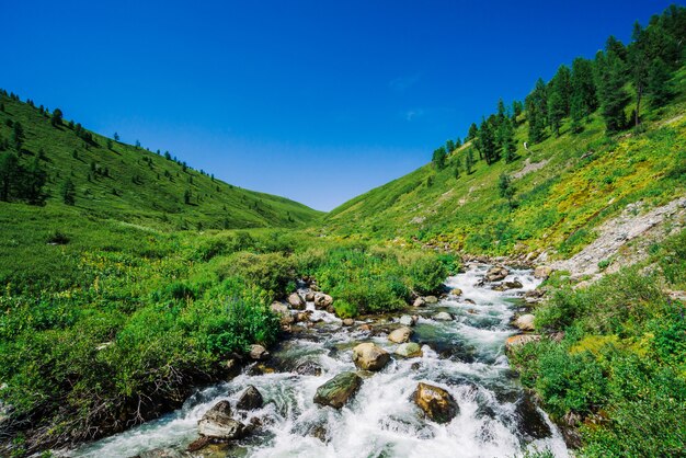 Bergkreek in groene vallei onder rijke vegetatie van hoogland in zonnige dag. Snelle waterstroom onder levendig groen en bomen onder blauwe heldere hemel. Verbazingwekkend berglandschap van majestueuze Altai-natuur.