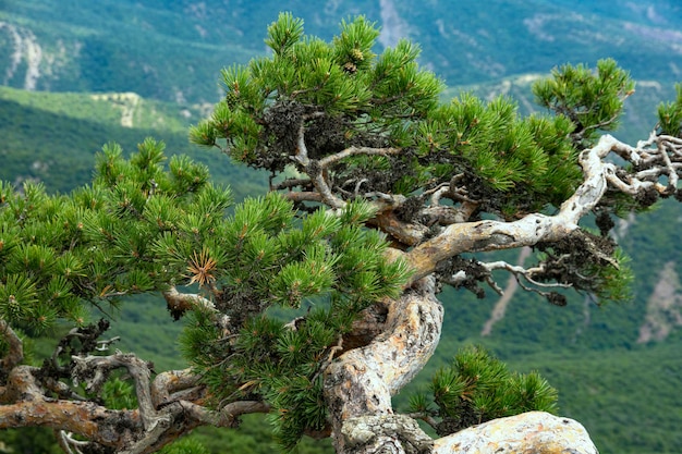 Berglandschap boom kromme bergdennen groeien op een steile klif Het concept van veerkracht en overleving