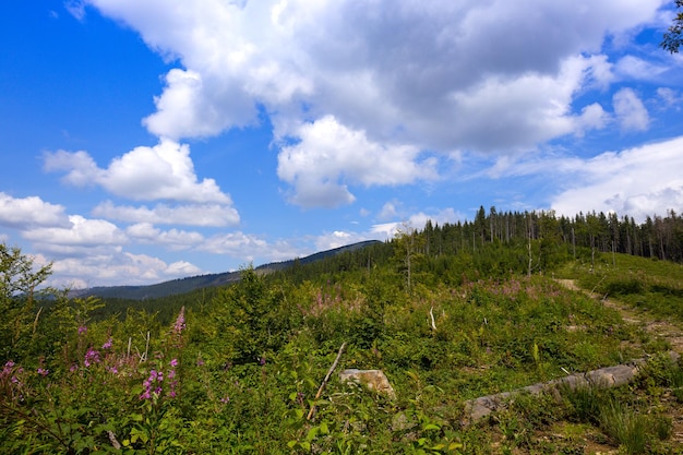 Berglandschap in de Karpaten