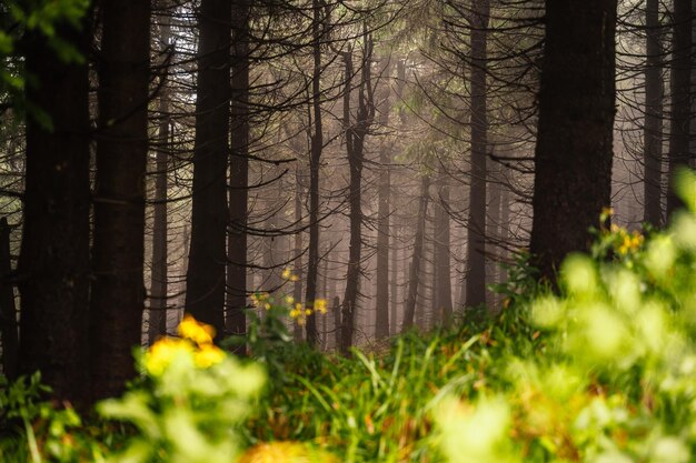 Berglandschap in Jeseniky uitzicht op de bergketen vanaf het wandelpad op de top van kleine Jezernik van cernohorske zadel Mysterieus mistig bos in de herfst